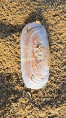 Solecurtus strigilatus