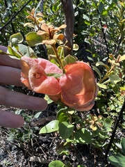 Exobasidium ferrugineae