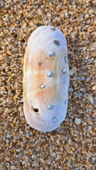 Solecurtus strigilatus