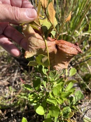 Exobasidium ferrugineae