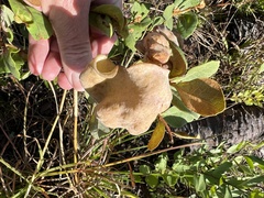 Exobasidium ferrugineae