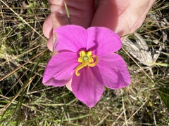Sabatia grandiflora