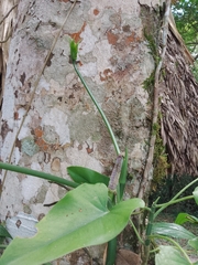 Anthurium pentaphyllum