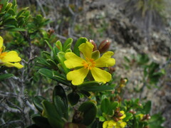 Hibbertia altigena