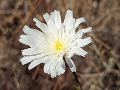Calycoseris wrightii