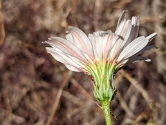 Calycoseris wrightii