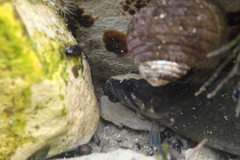 Acanthoclinus fuscus