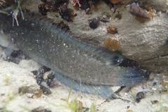 Acanthoclinus fuscus