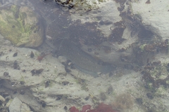 Acanthoclinus fuscus