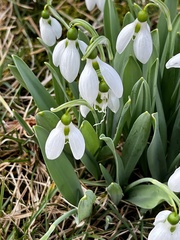 Galanthus