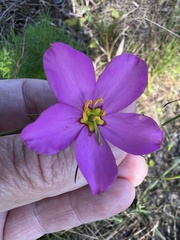 Sabatia grandiflora
