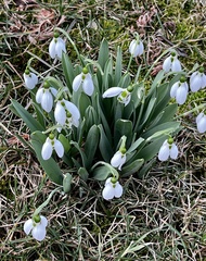 Galanthus