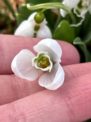 Galanthus