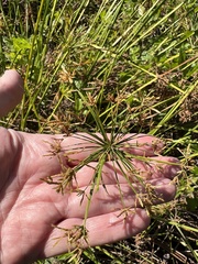 Cyperus prolifer