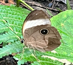 Faunis sappho sappho