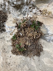 Potentilla caulescens