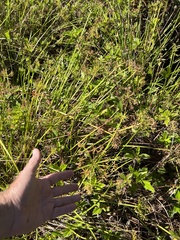 Cyperus prolifer
