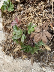 Potentilla caulescens