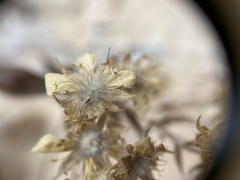 Potentilla caulescens