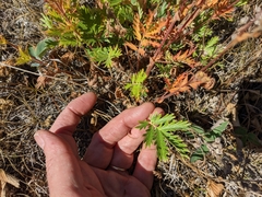 Potentilla litoralis