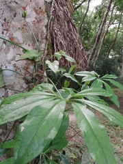 Anthurium pentaphyllum