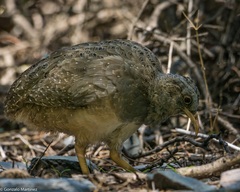 Nothoprocta pentlandii