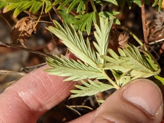 Potentilla litoralis