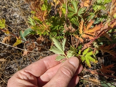 Potentilla litoralis