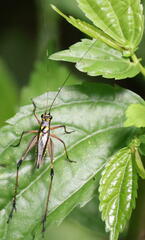 Nisitrus