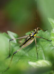 Nisitrus