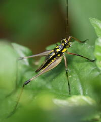 Nisitrus