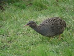 Nothoprocta pentlandii