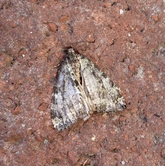 Hydriomena nubilofasciata