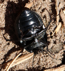Eusattus convexus