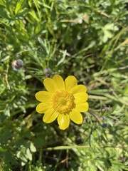 Ranunculus californicus