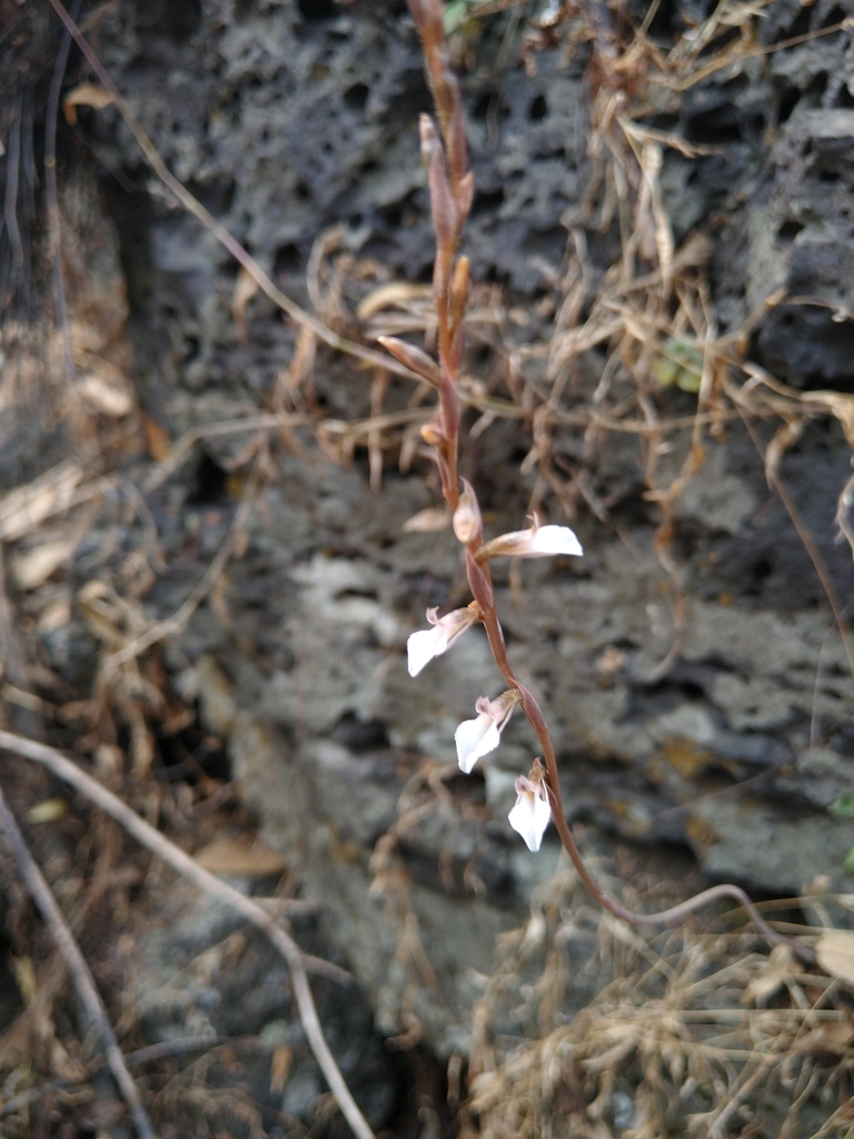 Greenwoodiella micrantha