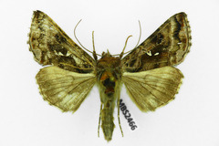 Autographa buraetica