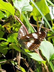 Limenitis glorifica