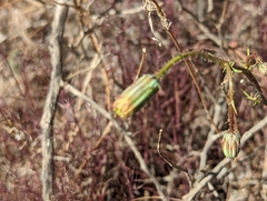 Calycoseris wrightii