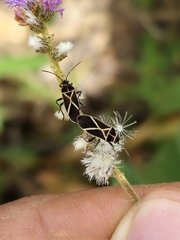 Craspeduchus xanthostaurus