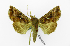 Autographa pulchrina