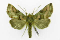 Euchalcia variabilis