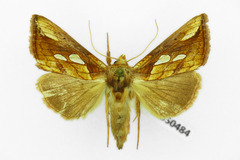 Plusia festucae