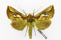 Plusia festucae
