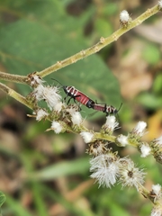 Craspeduchus xanthostaurus