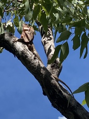 Chlamydosaurus kingii