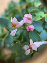 Sarcocapnos enneaphylla