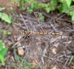 Crenigomphus hartmanni