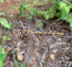 Crenigomphus hartmanni