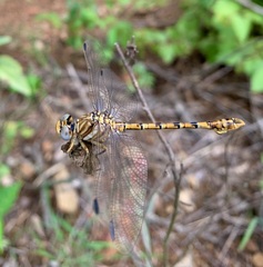 Crenigomphus hartmanni